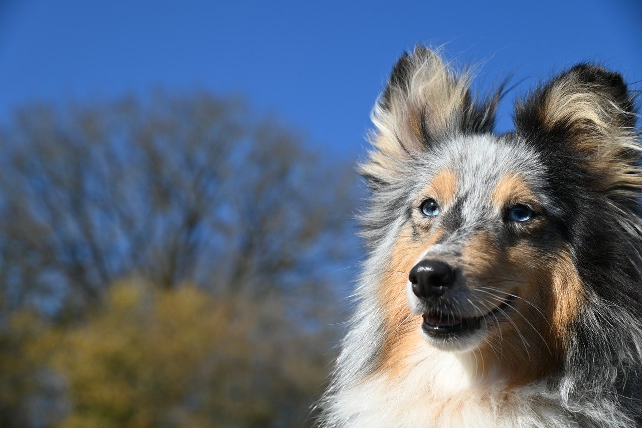 The Unique Traits of the Polish Lowland Sheepdog